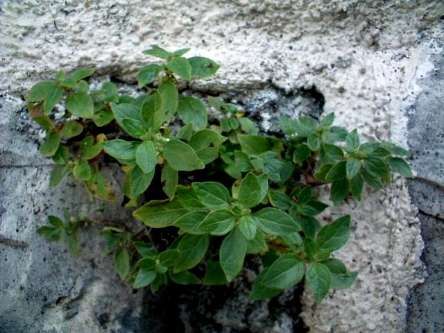 Parietaria judaica / Vetriola minore